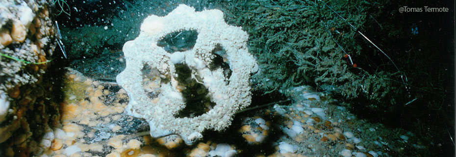 foto van vondst in zee